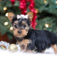 Stella, a female Yorkshire Terrier for sale in Baltic, OH – Photo 5 of 7