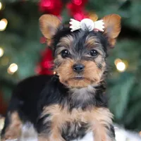 Stella, a female Yorkshire Terrier for sale in Baltic, OH – Photo 4 of 7