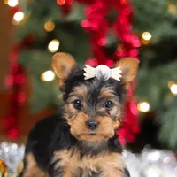 Stella, a female Yorkshire Terrier for sale in Baltic, OH – Photo 6 of 7