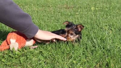 Darcy, a female Yorkshire Terrier for sale in Baltic, OH – 6 of 7