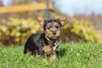 Rowan, a male Yorkshire Terrier for sale in Baltic, OH – 7 of 8