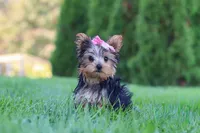 Clover, a female Yorkshire Terrier for sale in Baltic, OH – 4 of 9