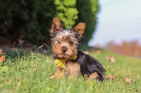 Jay, a male Yorkshire Terrier for sale in Baltic, OH – 2 of 9