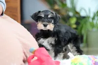 Noah, a male Miniature Schnauzer for sale in Baltic, OH – Photo 3 of 10