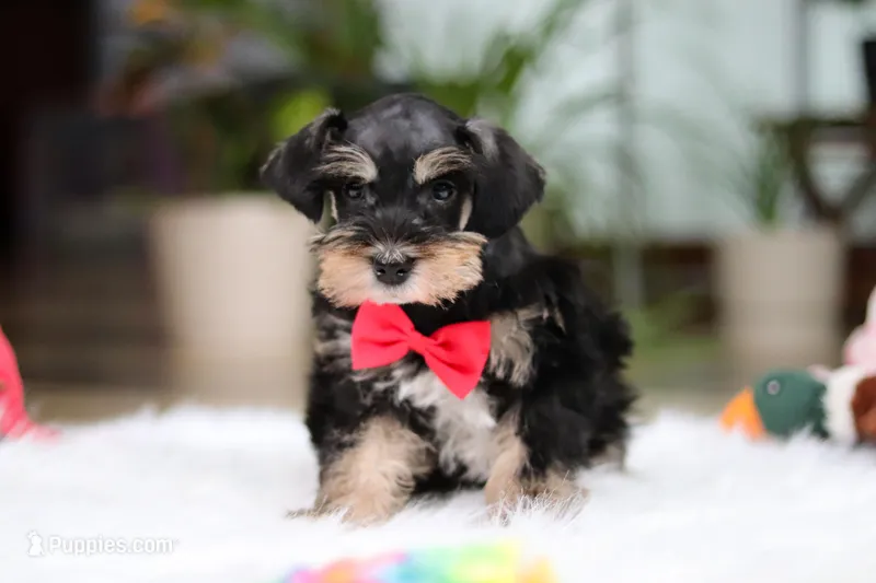 Noah – Miniature Schnauzer puppy for sale in Baltic, OH