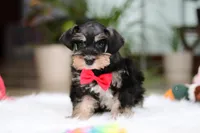 Noah, a male Miniature Schnauzer for sale in Baltic, OH – Photo 1 of 10