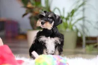 Noah, a male Miniature Schnauzer for sale in Baltic, OH – Photo 4 of 10