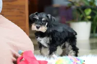 Noah, a male Miniature Schnauzer for sale in Baltic, OH – Photo 2 of 10