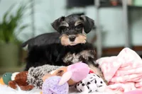 Noah, a male Miniature Schnauzer for sale in Baltic, OH – Photo 5 of 10