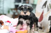 Noah, a male Miniature Schnauzer for sale in Baltic, OH – Photo 8 of 10