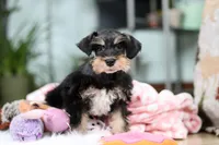 Noah, a male Miniature Schnauzer for sale in Baltic, OH – Photo 6 of 10