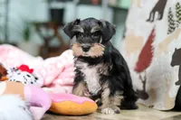 Noah, a male Miniature Schnauzer for sale in Baltic, OH – Photo 9 of 10