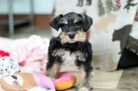 Noah, a male Miniature Schnauzer for sale in Baltic, OH – Photo 7 of 10
