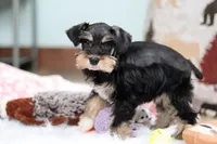 Noah, a male Miniature Schnauzer for sale in Baltic, OH – Photo 10 of 10