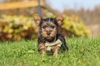 Rowan, a male Yorkshire Terrier for sale in Baltic, OH – 4 of 8