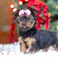 Harper, a female Yorkshire Terrier for sale in Baltic, OH – Photo 5 of 6
