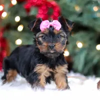 Harper, a female Yorkshire Terrier for sale in Baltic, OH – Photo 6 of 6