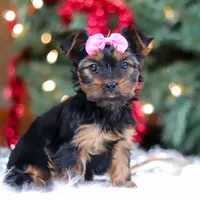 Harper, a female Yorkshire Terrier for sale in Baltic, OH – Photo 2 of 6