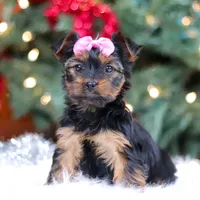 Harper, a female Yorkshire Terrier for sale in Baltic, OH – Photo 3 of 6