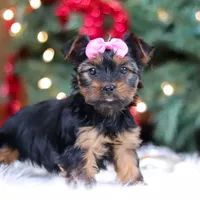 Harper, a female Yorkshire Terrier for sale in Baltic, OH – Photo 4 of 6