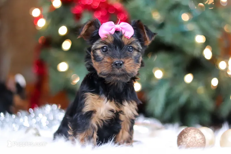 Harper – Yorkshire Terrier puppy on hold in Baltic, OH