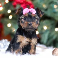 Harper, a female Yorkshire Terrier for sale in Baltic, OH – Photo 1 of 6