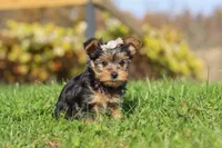 Darcy, a female Yorkshire Terrier for sale in Baltic, OH – 2 of 7