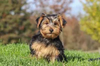 Bennet, a male Yorkshire Terrier for sale in Baltic, OH – 7 of 10