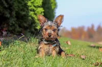 Arlo, a male Yorkshire Terrier for sale in Baltic, OH – 6 of 7