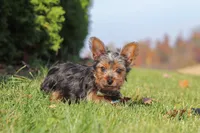 Arlo, a male Yorkshire Terrier for sale in Baltic, OH – 2 of 7