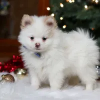 Ramsey, a male Pomeranian for sale in Baltic, OH – Photo 6 of 8