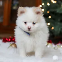 Ramsey, a male Pomeranian for sale in Baltic, OH – Photo 2 of 8