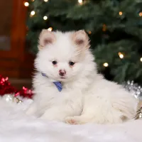 Ramsey, a male Pomeranian for sale in Baltic, OH – Photo 3 of 8