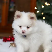 Ramsey, a male Pomeranian for sale in Baltic, OH – Photo 8 of 8