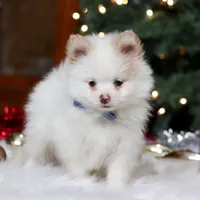 Ramsey, a male Pomeranian for sale in Baltic, OH – Photo 4 of 8