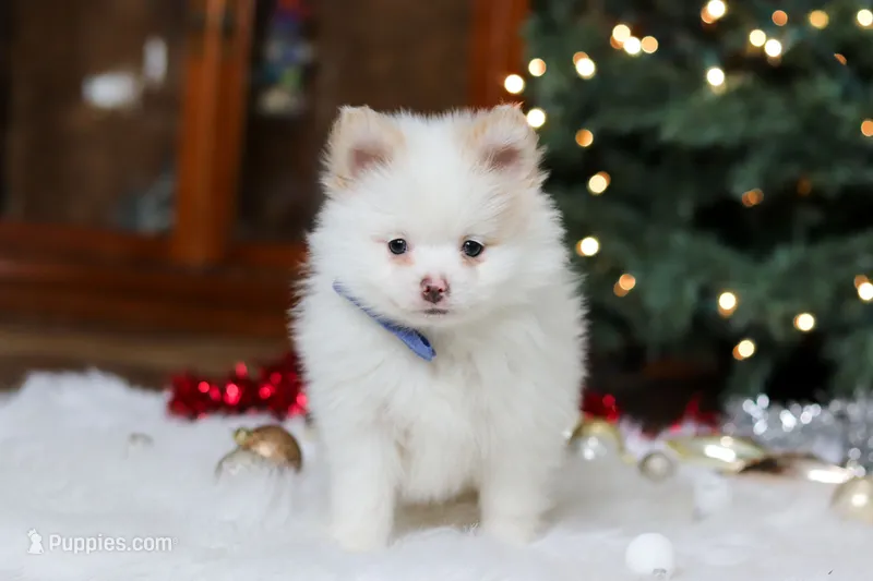 Ramsey – Pomeranian puppy on hold in Baltic, OH
