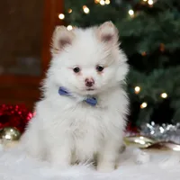 Ramsey, a male Pomeranian for sale in Baltic, OH – Photo 5 of 8
