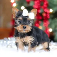 Eden, a female Yorkshire Terrier for sale in Baltic, OH – Photo 3 of 7