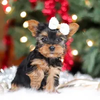 Eden, a female Yorkshire Terrier for sale in Baltic, OH – Photo 5 of 7