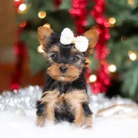 Eden, a female Yorkshire Terrier for sale in Baltic, OH – Photo 4 of 7