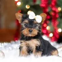 Eden, a female Yorkshire Terrier for sale in Baltic, OH – Photo 7 of 7