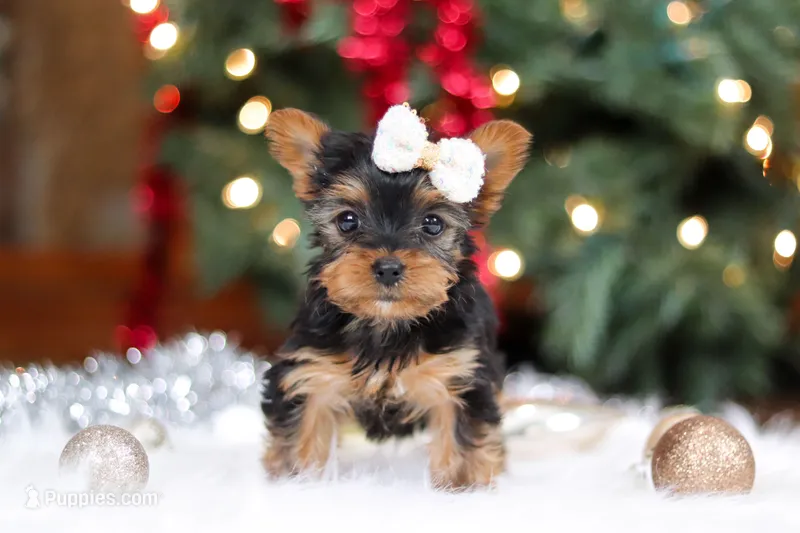 Eden – Yorkshire Terrier puppy on hold in Baltic, OH