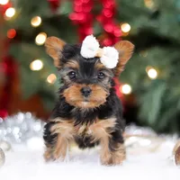 Eden, a female Yorkshire Terrier for sale in Baltic, OH – Photo 1 of 7