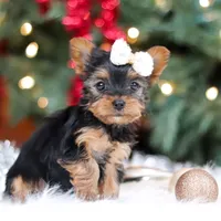 Eden, a female Yorkshire Terrier for sale in Baltic, OH – Photo 6 of 7