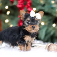Eden, a female Yorkshire Terrier for sale in Baltic, OH – Photo 2 of 7