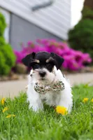 Millie, a female Miniature Schnauzer for sale in Baltic, OH – 6 of 8