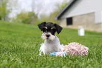 Millie, a female Miniature Schnauzer for sale in Baltic, OH – 7 of 8