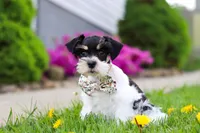 Millie, a female Miniature Schnauzer for sale in Baltic, OH – 2 of 8