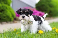 Millie, a female Miniature Schnauzer for sale in Baltic, OH – 4 of 8