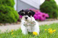 Millie, a female Miniature Schnauzer for sale in Baltic, OH – 5 of 8